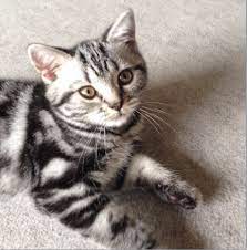 Dog and cat breeders are regulated by the texas department of licensing and regulation, p.o. Salvador American Shorthair Cat Breeder Se Qld