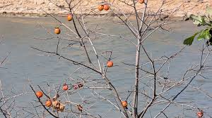 Image result for Lannea katangensis