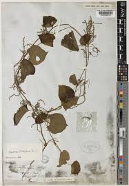 Image result for Dioscorea hirtiflora