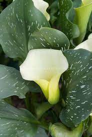 Calla Lily Flowers Calla Lily Zantedeschia Aethiopica Flower And Spotted Leaves Foliage Calla Lily Flowers Calla Lily Zantedeschia