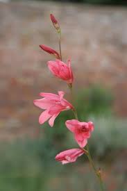 Image result for Tritonia moggii