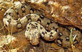 Bitis xeropaga (Desert mountain adder)