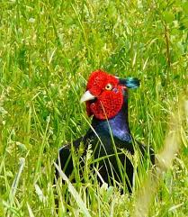 Wild Animals In Japan Animals Wild Animals Japan