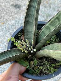 Image result for Streptocarpus sp.nov. aff. S. grandis