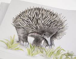 Echidna Australian Wildlife Art Greeting Card Unique Etsy Australian Wildlife Echidna Wildlife Art