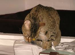 Playing with plastic bags creates a risk of strangulation and suffocation. 7 Reasons Cats Love To Lick Plastic Catster