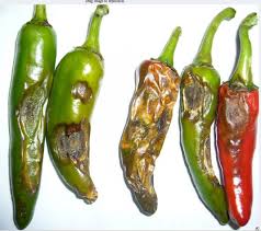 Image result for Anthericopsis