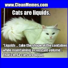Funny cat memes for kids clean. Liquid Cat Clean Memes