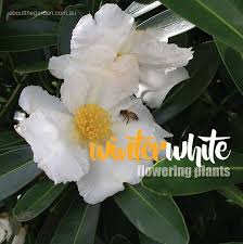 Is there a plant that grows in the winter? White Flowering Plants In Winter About The Garden Magazine