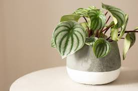 Image result for Peperomia molleri