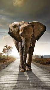 Beautiful Wildlife Elephant Wallpaper Nature Animals Elephant