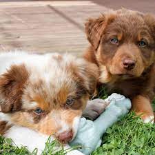 Find The Puppy Of Your Dreams At Puppyland Australian Shepherd Puppies Puppies Pets For Sale