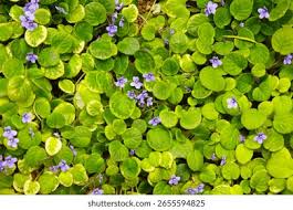 Image result for Tetradenia tanganyikae