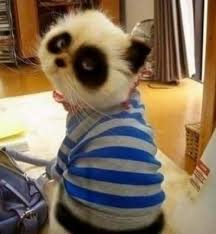 Many people underestimate the age at which cats can become pregnant. 25 Cute Cats Around The World Hostelbookers