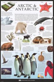 Arctic And Antarctic Facts Dorling Kindersley Education Poster 24x36 Antarctic Animals Arctic Animals Antarctic