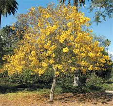Image result for Handroanthus chrysotrichus