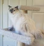 BLUE Ragdoll in all patterns - Lions Royale Ragdoll Cats ...