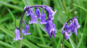 Image Result For English Bluebell Image English Bluebells Bluebells Blue Bell Flowers