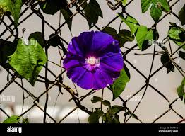 Image result for Ipomoea wightii