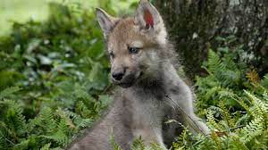 There are 849 cute baby wolf for sale on etsy, and they cost 13,85 $ on average. Cute Baby Wolf Pups Go Outside For The First Time Youtube