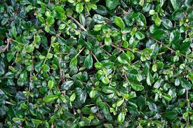 Leaves Pattern Of Carmona Retusa Vahl Masam Plant For Backgrounds And Textures Banco De Imagens Royalty Free Ilustracoes Imagens E Banco De Imagens Image 12100428