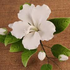 Here at the gum paste flower store, we have extensively supplied our products of gum paste flowers, fillers, leaves, sprays, toppers, and royal icing flowers to stores, cake shops, cupcake shops, bakeries, cake decorators, caterers, households, and to brides who likes to decorate their own cakes and more. Single Open Hibiscus Spray White Caljavaonline