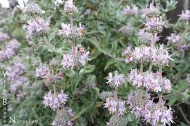 Image result for Salvia stenophylla