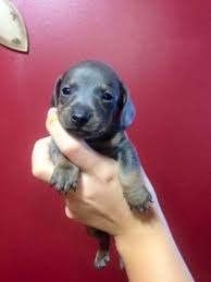 Mini dachshund puppies for sale: Long Haired Dapple Dachshund Pets And Animals For Sale Illinois