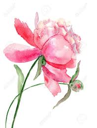 Beautiful Peony Flower Watercolor Painting Stock Photo Picture Watercolor Flowers Paintings Watercolor Flowers Flower Art