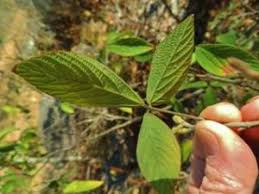 Image result for Monotes glaber