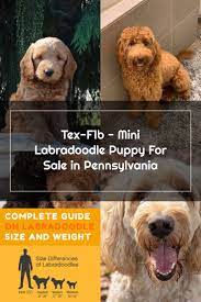 Labradoodles for sale in california. F1b Labradoodle Puppies For Sale California The Y Guide