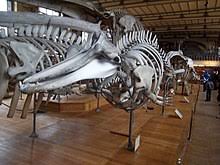 Berardius bairdii have a limited range within the northern pacific ocean. Berardius Wikipedia