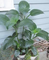 Image result for Brillantaisia cicatricosa