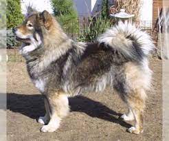 Find eurasiers puppies & dogs for sale in northern ireland at the uk's largest independent free classifieds site. Eurasier Dogs For Adoption In Usa Page 1 10 Per Page Puppyfinder Com