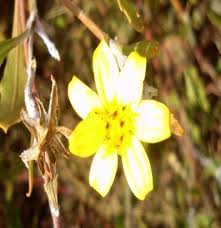 Image result for Sebaea leiostyla