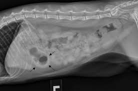 Find out more about the types and signs of cancer in dogs and what to do with purina. Two Common Pitfalls Of Abdominal Radiographs In Dogs And Cats Medvet