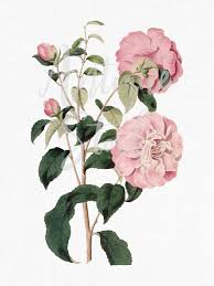 Pink Camellia Flower Botanical Illustration Png Jpg Etsy Botanical Illustration Illustration Wall Art Prints