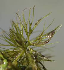 Image result for Ceratophyllum submersum