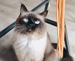 Check spelling or type a new query. Nekoya Cat Hotel Singapore Nekoya Cat Daycare Boarding Hotel Singapore