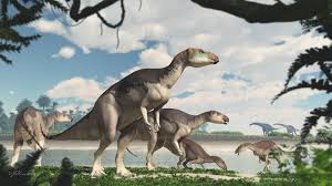 Image result for Dinophora