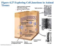 Maybe you would like to learn more about one of these? 4 A Tour Of The Cell Campbell Biology In Focus Second Edition Ppt Download
