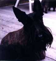 Image result for skotský teriér