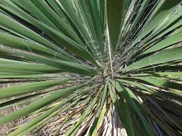 Image result for Yucca