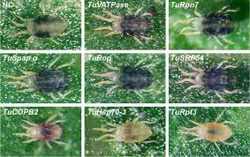 Image result for spotted spider mite