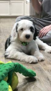 We raise our gorgeous mini sheepadoodle puppies in our home in colorado. 7 Best Sheepadoodle Breeders In Texas 2021 We Love Doodles