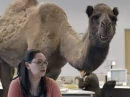Chris sullivan has been acting and doing voice over for a few years, but no one really took notice until a talking camel showed up on a geico everyone sees the camel and the voice fits so well. Behind The Scenes Of Geico S Hump Day Commercial