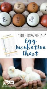 Using An Incubation Chart Free Printable Hatching
