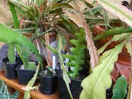 I got it over the summer last year from my aunt. How To Care For And Grow Epiphyllum Cacti Orchid Cactus Epiphytic Cactus Youtube