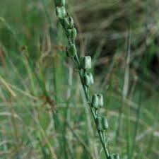 Image result for Dipcadi longifolium