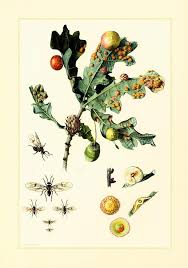 1960 Vintage Wasp Print Antique Wasp Illustration Marble Etsy Insect Print Biology Art Botanical Drawings